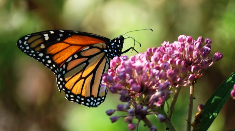 Papillon monarque